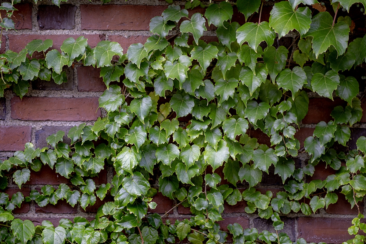 Harvard Gender and Sexuality Caucus - Image of ivy on brick wall