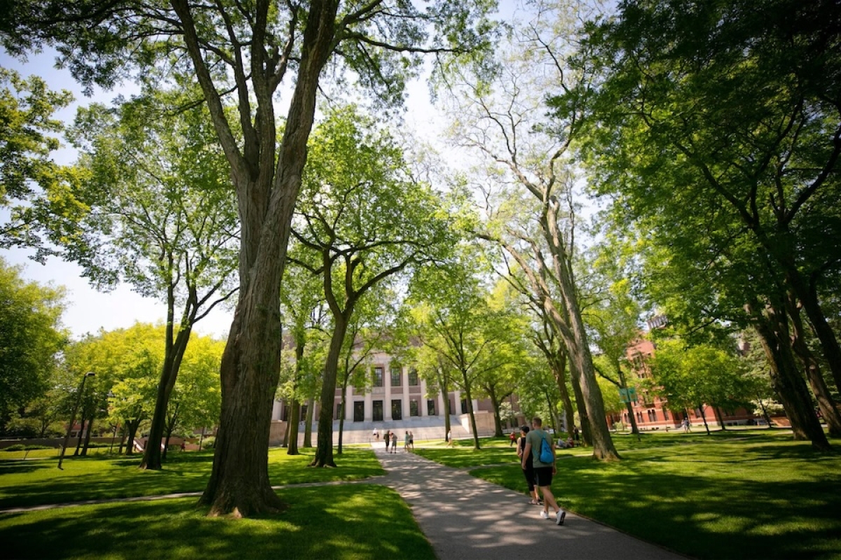People walk on a path in Harvard Yard